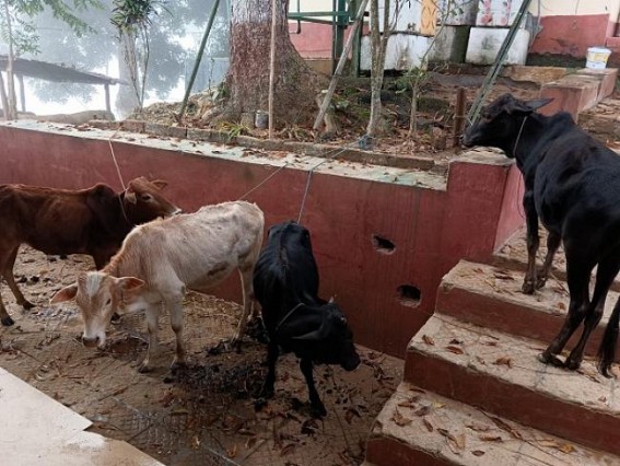 Kailashahar: Increasing illegal smuggling across the Border areas in State: 8 stolen Cows were recovered while smuggling to Bangladesh illegally under Irani PS
