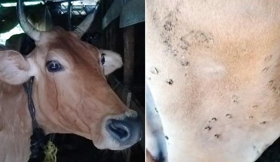 Cows Suffering through Unknown Disease: Farmers Scared  