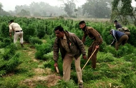 Police, CRPF destroyed Large Quantity of Ganja Plants