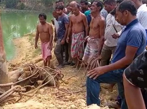 Buffalo’s rampage in Udaipur Matabari, 3 injured