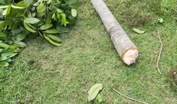 Without permission from Forest Dept Road-Side Trees were cut by Local Resident