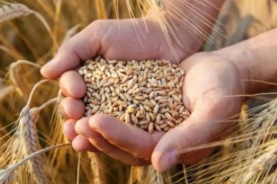 Russia sees no grounds for extending grain deal: Kremlin