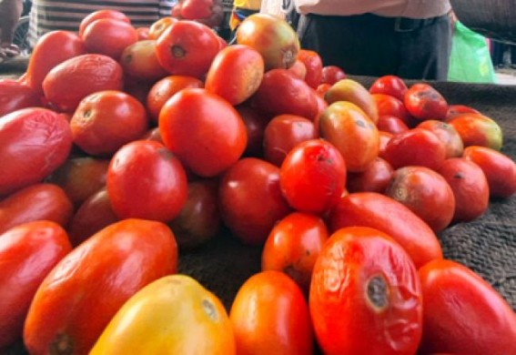 After theft, farmers in K’taka forced to guard pricey tomatoes