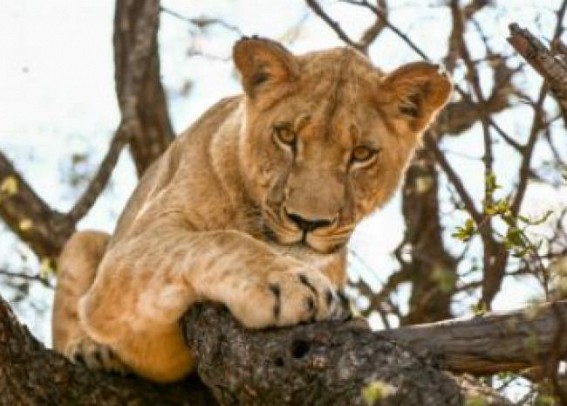 Lioness kills 5-year-old girl in Gujarat village