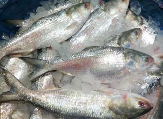 Tripura Govt to stop Formalin uses in fish  