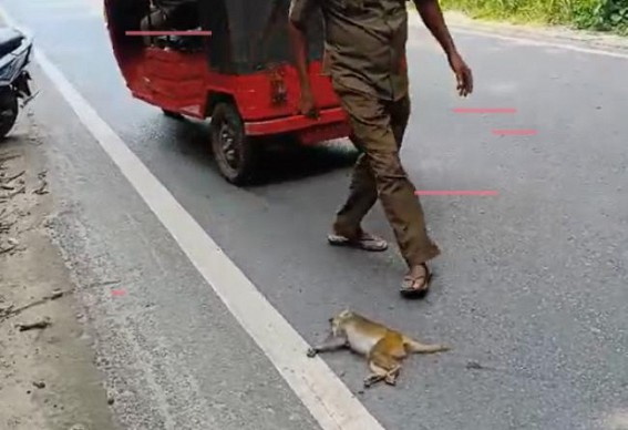 Increasing Road Accidents claim a Monkey’s life at Sepahijala