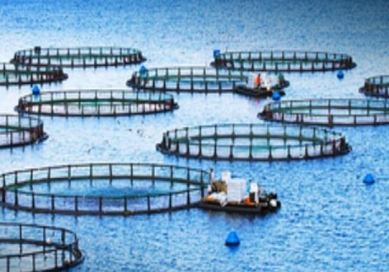 Global aquaculture to supply 59% of fish consumption by 2030: FAO