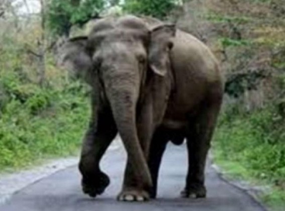 Watchman killed by tusker in UP's Katarniaghat sanctuary