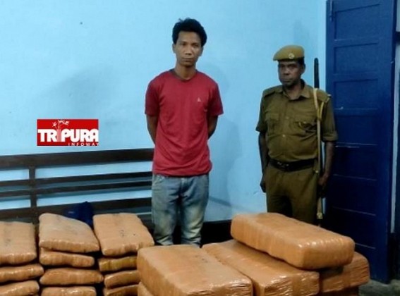 Gajna Seized by Dhamanagar Police while Smuggling from Agartala to Assam : Estimated Value of Seized Ganja over Rs. 25 Lakhs