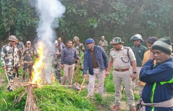 Illegally planted Ganja destroyed by BSF, Police