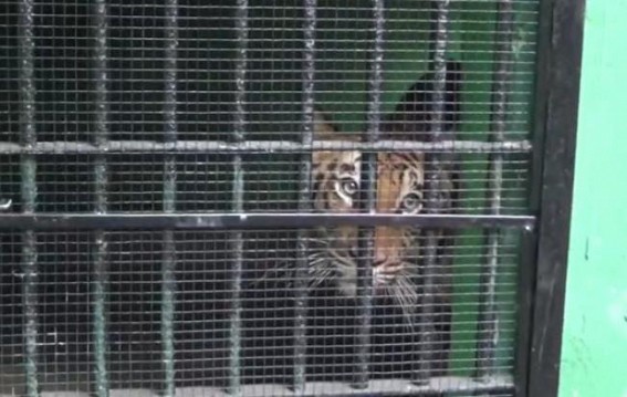 Tripura Sepahijala Sanctuary gets Royal Bengal Tiger