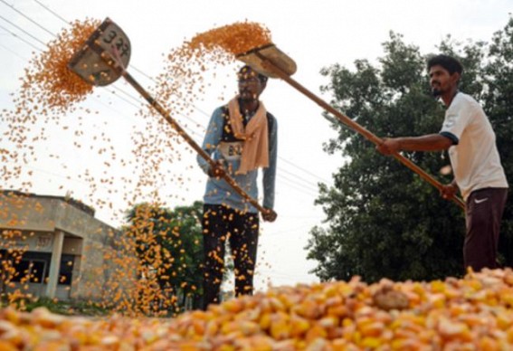 Resilient farm sector hemmed in by climate crisis, storage blues, export curbs