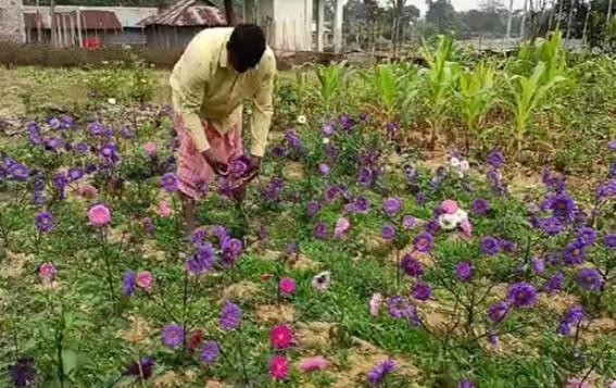 Consistency of 24 years leads Success: Flower cultivator successful at business in Teliamura