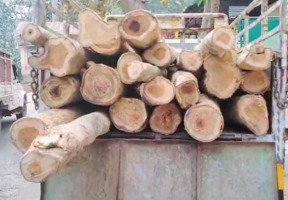 Two vehicles seized in connection to illegal wood-carrying
