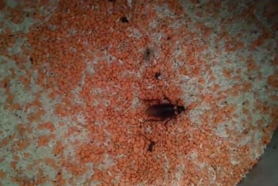 Anganwadi school meal infested with insects ; Raises alarms over Children’s Health