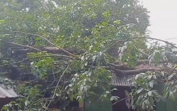 Tree collapsed ; Anganwadi school remains paralyzed for over a month