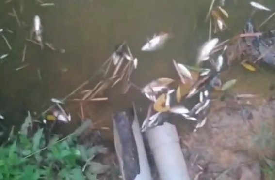 Farmer devasted as his pond was poisoned by miscreants