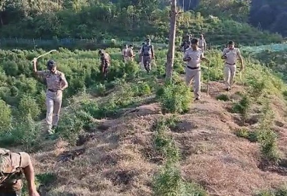 Jatrapur Police Destroyed 85,000 Ganja plants