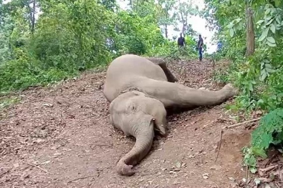 Negligence of Electric Dept killed an Elephant in Amapur