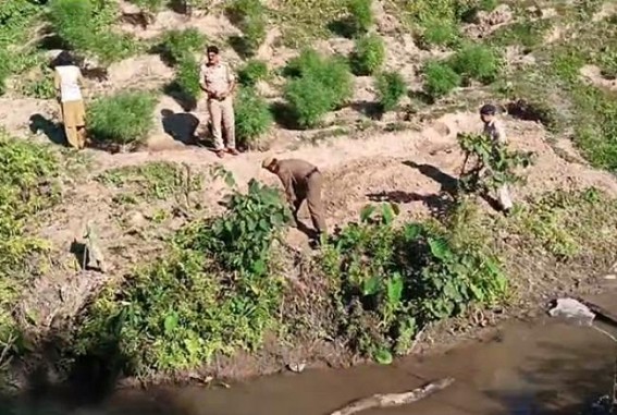 Jatrapur police destroyed Ganja plants