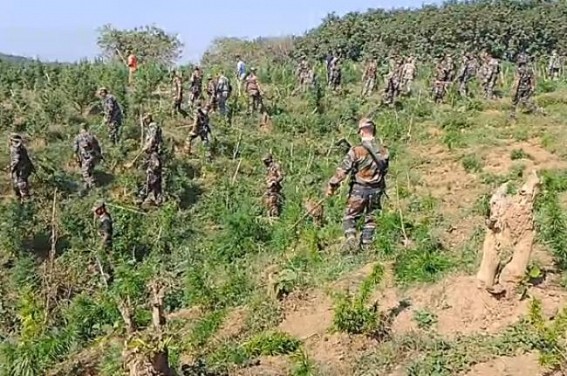 Ganja Plants worth over Rs. 1 Lakh Destroyed by Police, TSR in Melaghar