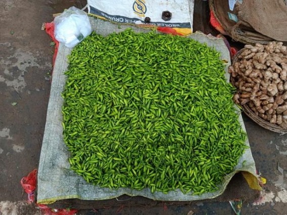 Chilli Prices hit Rs. 250 P/K in markets