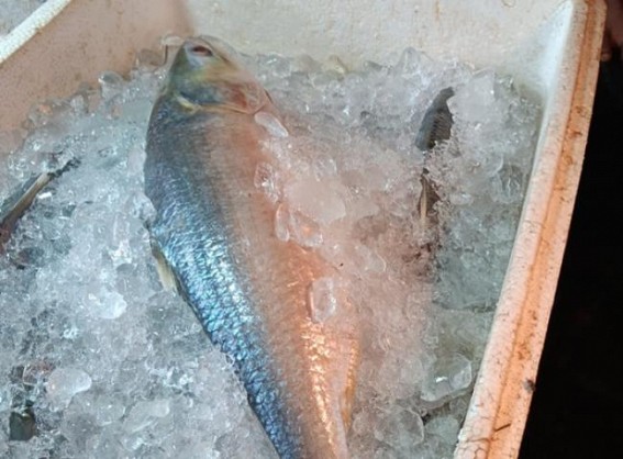 Hilsa Fish Prices have gone high in Tripura markets 