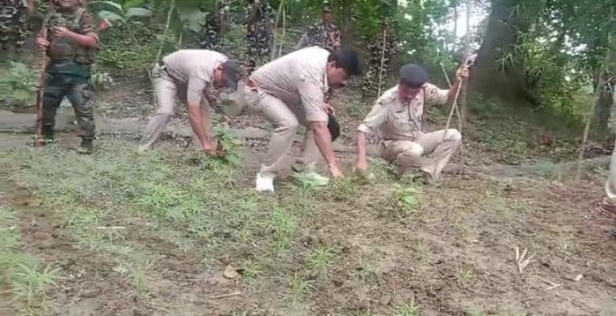 Sonamura Police busted illegal Cannabis Cultivation