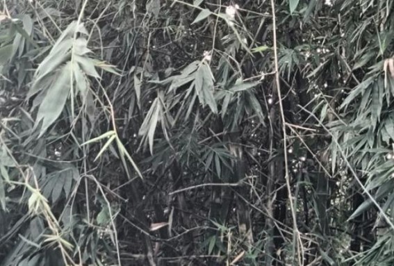 55 Years Old Man Died Electrocuted at his Farm 