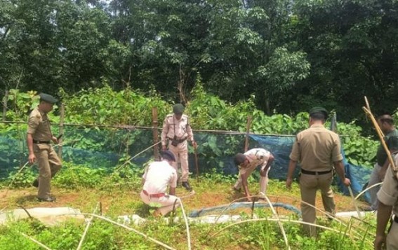 Melaghar Police Destroy 6,000 Marijuana Saplings