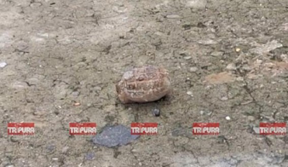 Grenade Seized in Agartala Gol Bazar area after a Fireman Spots the Suspicious Object