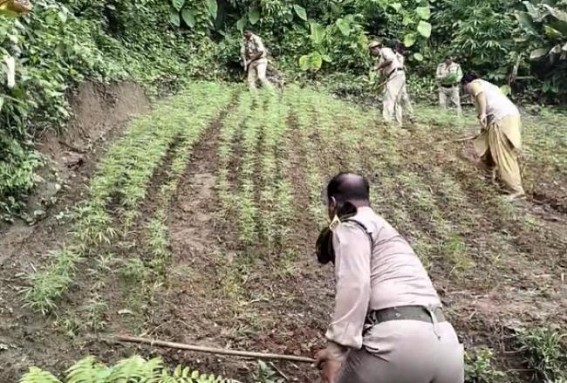 Police Destroy Ganja Nurseries in Jatrapur