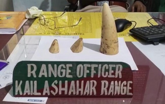 Police & Forest Dept Joint Operation Seized Elephant tusks from a suspected Drug Dealer’s home : Accused Absconding