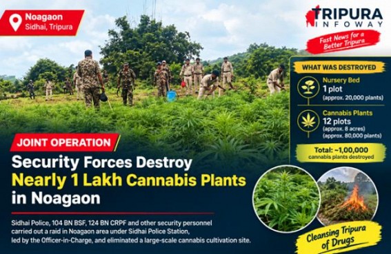 Joint Security Operation Destroys Nearly 1 Lakh Cannabis Plants in Noagaon Joint Security Operation Destroys Nearly 1 Lakh Cannabis Plants in Noagaon