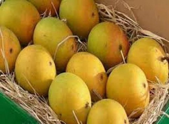 EU Alphonso mango ban bring cheers in Tripura
