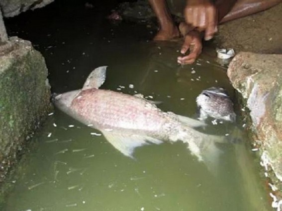 98 fishes died in Kalyan Sagar on Thursday; experts criticised construction of cemented embarkments
