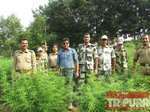 Commerical Narcotics cultivation in Tripura : Massive Ganja plantations worth Rs. 28 crores destroyed in Sonamura by SDM, BSF, Police joint team