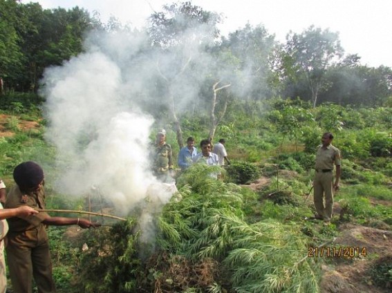 Massive Ganja plantations worth Rs. 18.75 crores destroyed by SDM,BSF, Police joint team