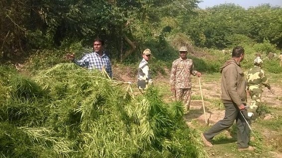Cannabis (ganja) worth Rs 3.5 crore destroyed at Tripura