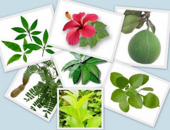 Medicinal plant sector needs due attention