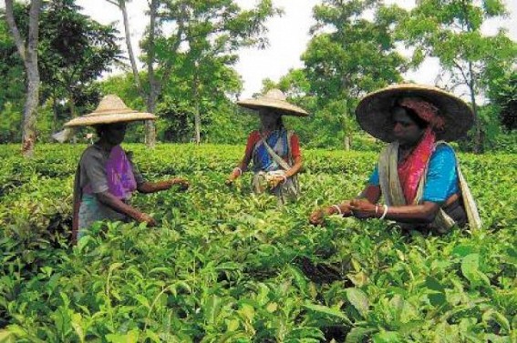 With insurgency in wane Tripuraâ€™s ailing tea industry cures