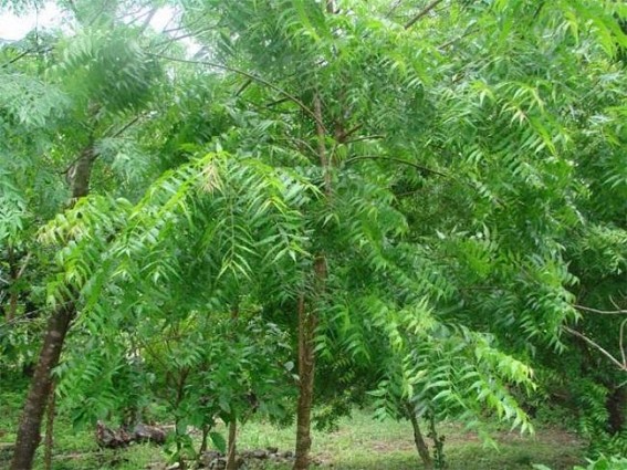Tripura is assigned to experiment on Neem extract