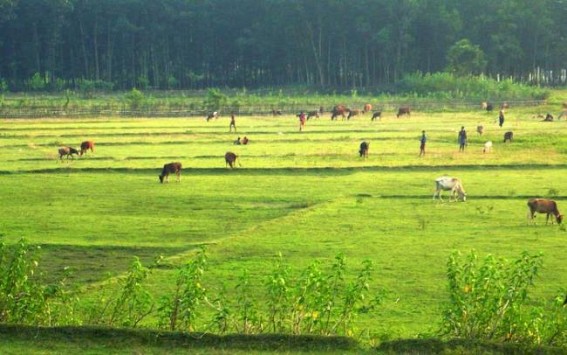 Tripura Border inhabitants unhappy with land division : Indo-Bangla land swap force border farmers to brink