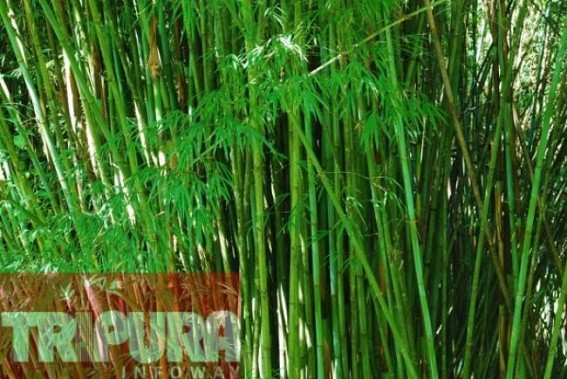 23.5 hector of land to be brought under bamboo cultivation