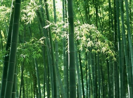 Initiatives to bid to up bamboo plantation