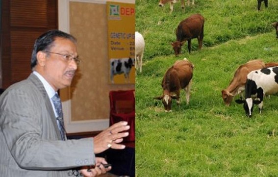 Gross failure of Unakoti Dugdha Unnayan Prakalpa ; Asst Director Transferred; 16 Holstein Friesian Cows died; 8 out of 10 struggling for their lives 