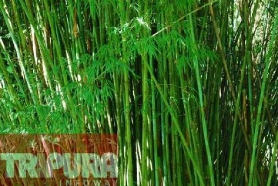 Bamboo plantation: Rampant chopping of bamboo plants may lead to extinction