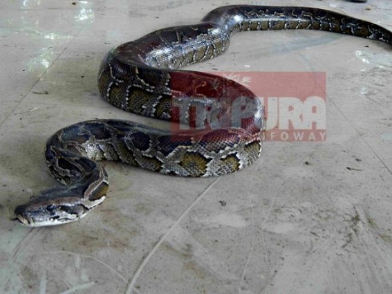 9 feet long python recovered 