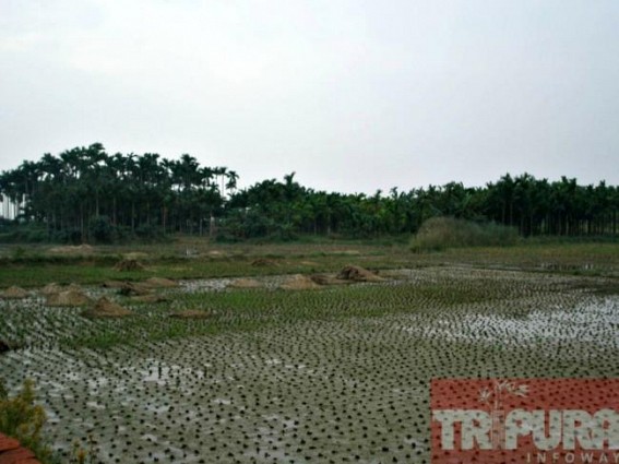 Unseasonal rain damages crop in rural Tripura 