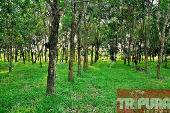 World Environment Day : CPI-M dominated  Kerala/Tripura undergoing major environmental threats due to excessive Rubber plantation : Tripuraâ€™s rubber plantation destroyed natural forests